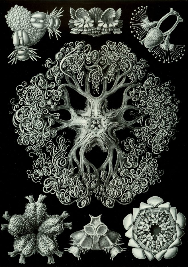 Ernst Haeckel, el arte de la ciencia True Love Joyas